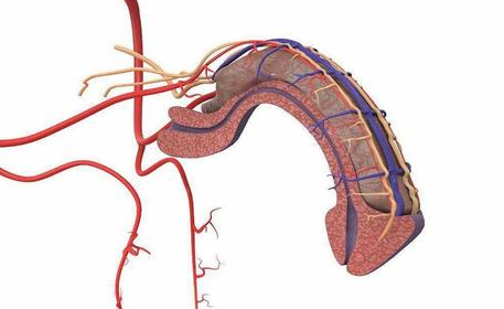 怎样修复受损海绵体?(图1) 怎样修复受损海绵体
